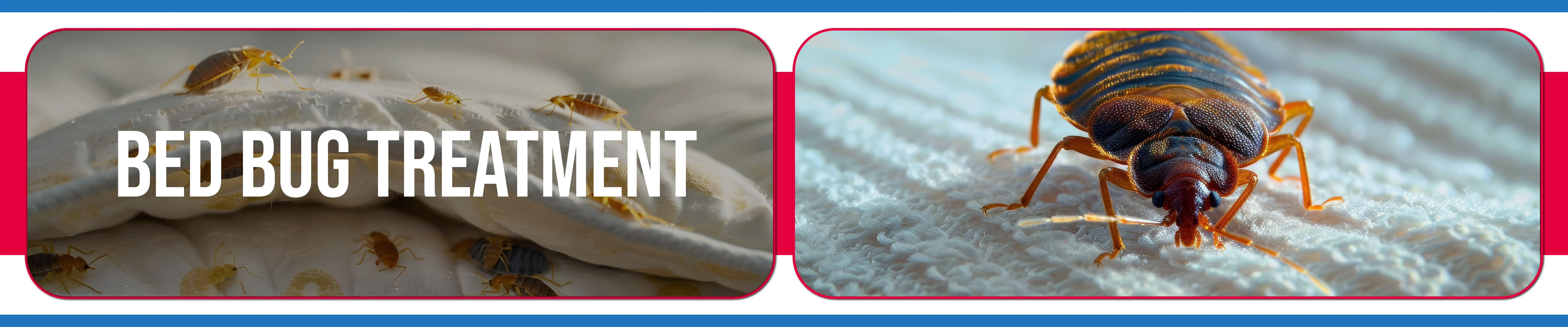 carpet cleaning in Nassau, carpet cleaner in Nassau, carpet cleaners in Nassau, carpet cleaners in new york, commercial carpet cleaning, commercial carpet cleaning in Nassau, rug cleaning in Nassau,rug cleaners Nassau, Nassau rug cleaners, rug cleaning services in Nassau, same day carpet cleaning,pet cleaning in Nassau, pet cleaner in Nassau, pet cleaners in Nassau, pet cleaners in new york, organic cleaning in Nassau, organic cleaner in Nassau, organic cleaners in Nassau, organic cleaners in new york, mattress cleaning in Nassau, mattress cleaner in Nassau, upholstery cleaners in Nassau, upholstery cleaners in new york, Miscellaneous cleaning in Nassau, Miscellaneous cleaner in Nassau, bed bug cleaners in Nassau, bed bug cleaners in new york, damage service in Nassau, allergy control in Nassau, same day rug cleaning